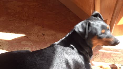 small black dog lying down in the rays of sun