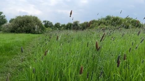 tall wild grasses in a field surrounded by bushes and trees sway in a breeze on an overcast day