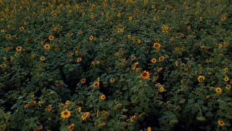 Sonnenblumenwiese-Bei-Sonnenuntergang.-Ukrainisches-Sonnenblumensymbol