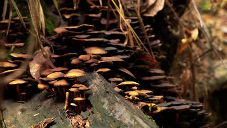 4k zoom towards drying mushroom from a macro perspective