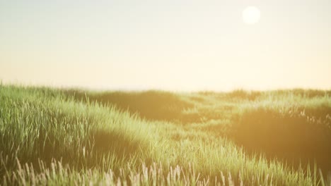 green field at sunrise with blue sky