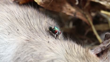 greenbottle fly on dead brown rat. uk