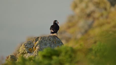 puffin on rocks at top of cliffs on coast at skomer island, atlantic puffin perched on a rock, perching and looking around showing animal bird behavior of flapping and drying its wings to dry them