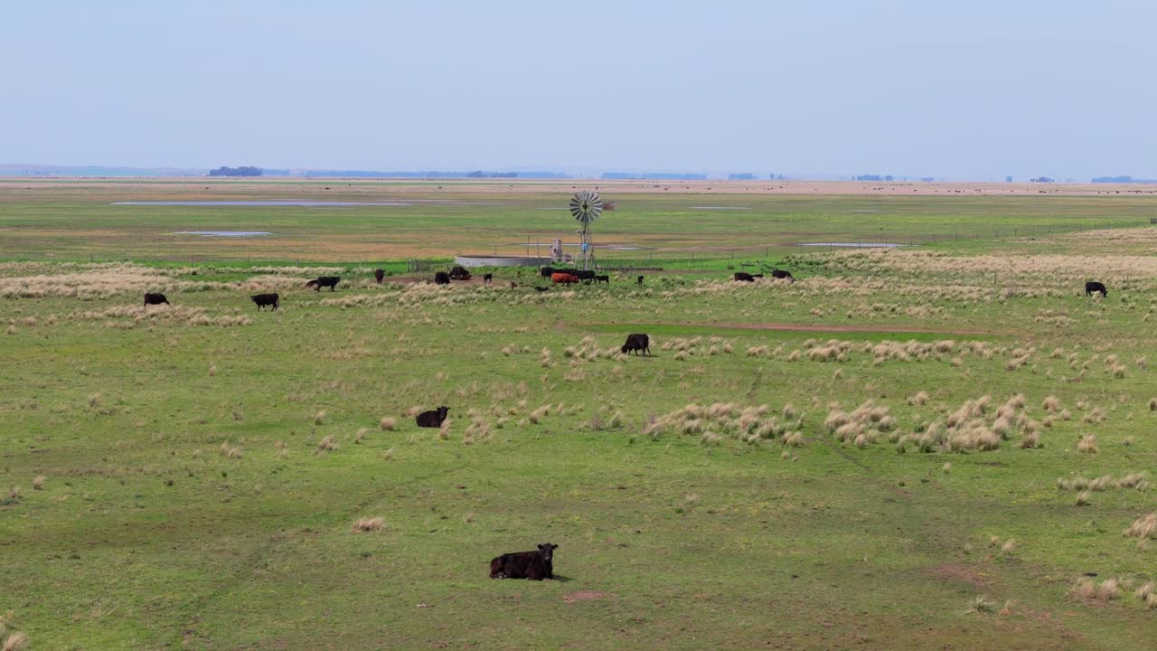 Cattle Ranch in Pampas Grassland