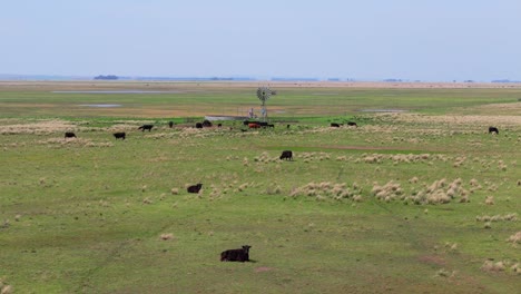 cattle ranch in pampas grassland