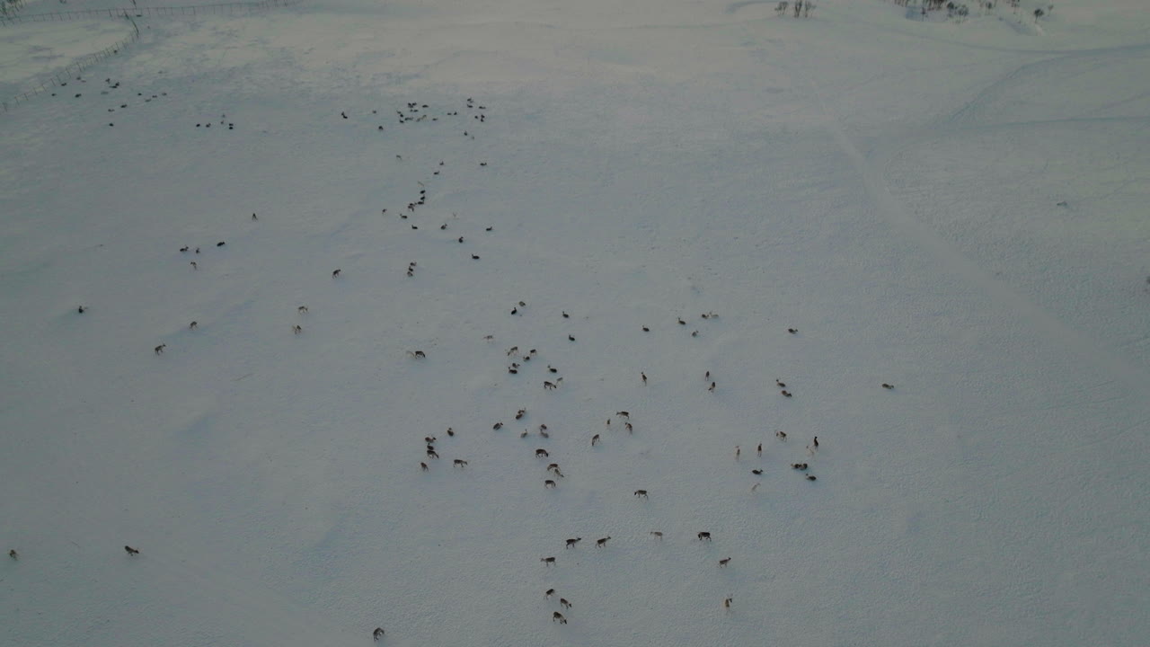 manada de renos encontrando comida en la nieve reveló un lago tranquilo durante la puesta de sol en invierno