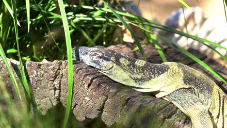 monitor de encaje, goanna de árbol, varanus varius con apariencia oscura azulado-negro manchado en la naturaleza, tomando el sol y durmiendo en la roca bajo la luz del sol brillante y abrir lentamente sus ojos, disparo de cerca