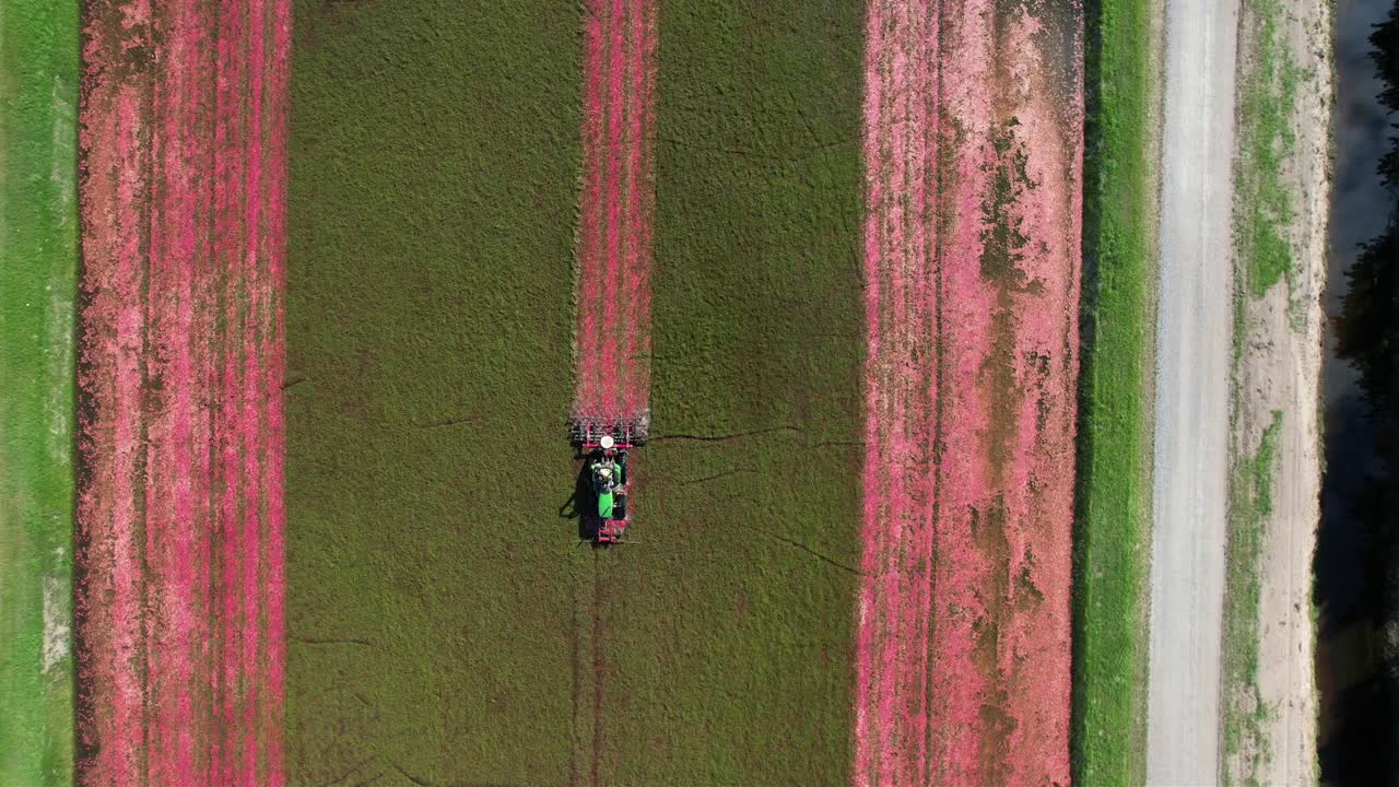 중부 위스콘신에서 해로우 트랙터가 크랜베리 습지를 깎고 크랜베리를 덩굴에서 떨어뜨려 잘 익은 크랜베리가 물 표면으로 떠오를 수 있도록 합니다.