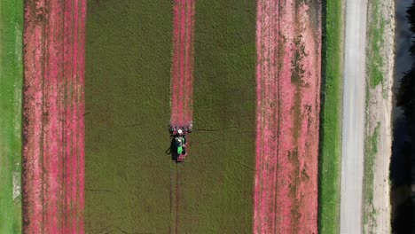 en el centro de wisconsin, un tractor de grada corta un pantano de arándanos y los derriba de la vid, lo que permite que los arándanos maduros floten hacia la superficie del agua