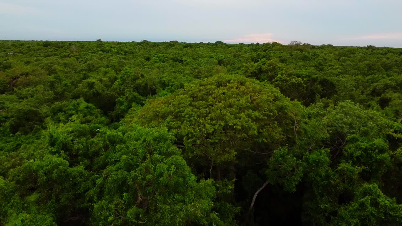 푸른 숲 을 공중 에서 볼 수 있다