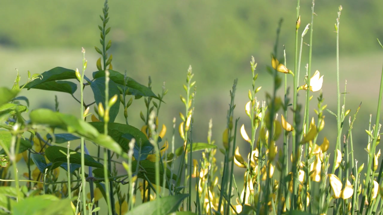 Close-up shot of yellow wildflowers swaying gently on a lush green Mediterranean hillside in sunlight.