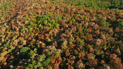 Descripción-Aérea-Del-Bosque-Seco,-Riesgo-De-Incendios-Forestales-Durante-La-Sequía-De-Verano-En-El-Sur-De-Europa