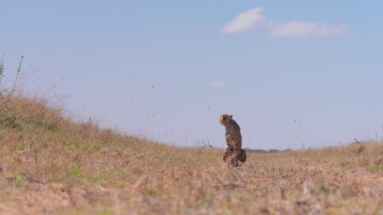 Campo lunghissimo di un ghepardo che osserva le praterie della savana a mezzogiorno