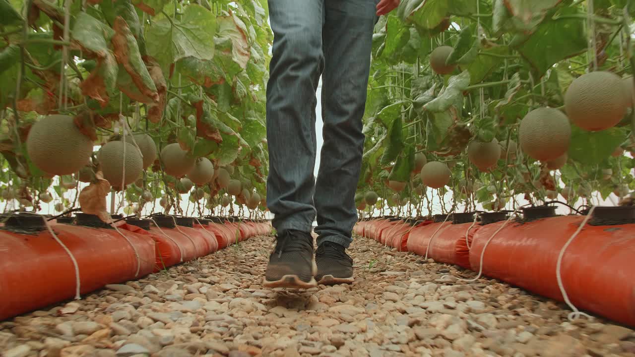 Person Walking Through a Greenhouse Filled with Cantaloupe Plants