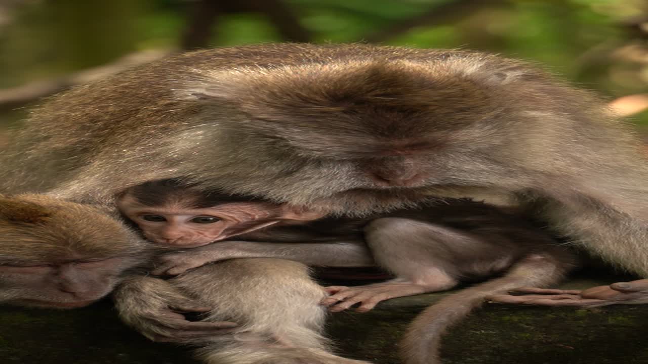 A heartwarming moment captured in slow motion, as a baby monkey peeks out from its mother’s arms at the Monkey Forest in Ubud, Bali.