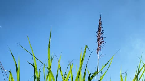 tallos de hierba alta contra el cielo azul vibrante, vista estática