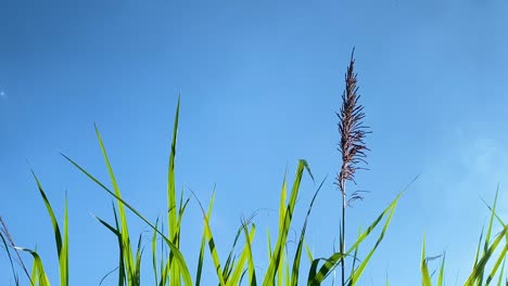 tall grass stems against vibrant blue sky, static view