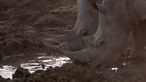 De-Cerca,-Dos-Rinocerontes-Blancos-Retroiluminados-Beben-En-El-Abrevadero-Madikwe