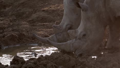 close up, two back lit white rhinos drink at madikwe watering hole