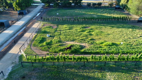 drone follow of stallion in field