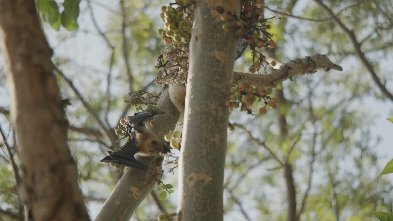 dos murciélagos peleando en un árbol, uno volando después de pelear