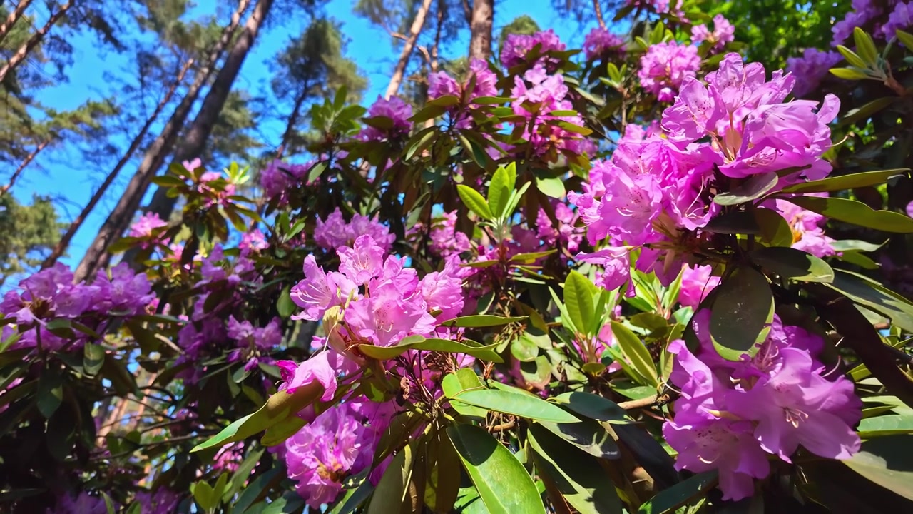 Fiori di rododendro rosa brillante sbocciano tra foglie verdi sotto un cielo azzurro limpido in un vivaio sperimentale e di riproduzione a Spilve, Lettonia