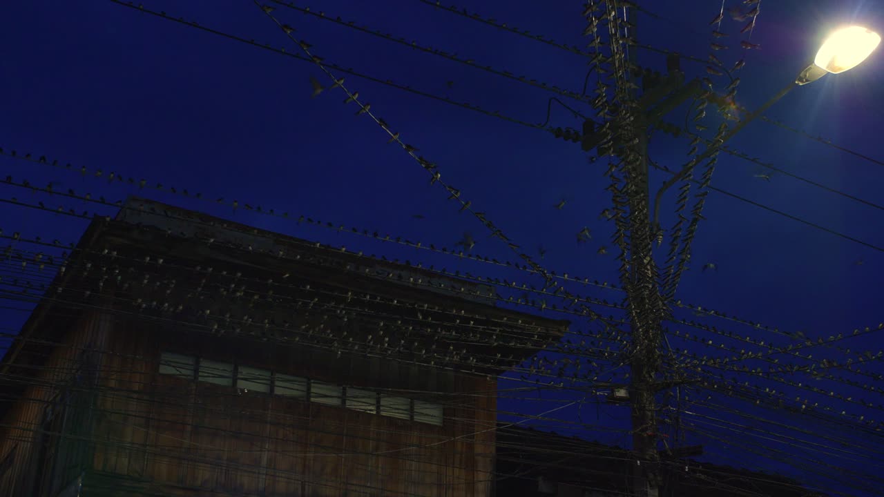 Vista da rua de pássaros empoleirados em fios elétricos à noite enquanto um veículo passa, Tailândia