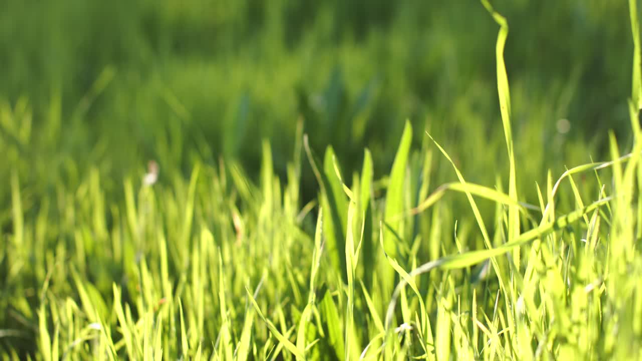 La brezza fa ondeggiare i fili d'erba in un prato illuminato dal sole e la fotocamera ingrandisce mostrando dettagli a foglia larga.