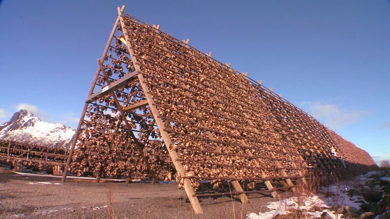 물고기는 노르웨이 로포텐 섬의 높은 산을 배경으로 피라미드 나무 선반에 말리기 위해 매달려 있다 1