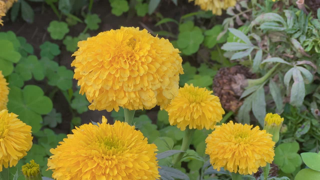 closeup of yellow marigold flower in the garden