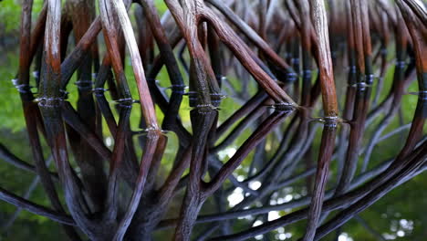mangrove roots in water with reflections