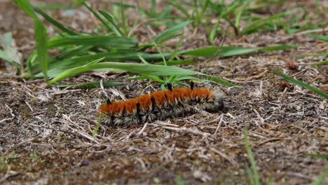 macro: cute orange milkweed tussock caterpillar crawls across ground