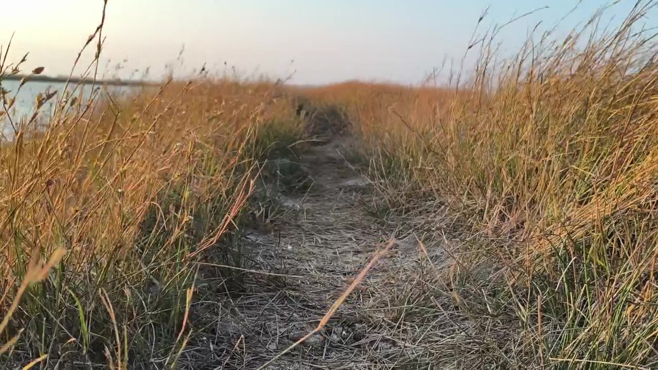 Erba alta che ondeggia al vento lungo un sentiero costiero