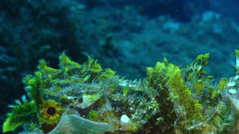 a beautiful aglea covered pink rhinopias allowing itself to move away using the ocean current