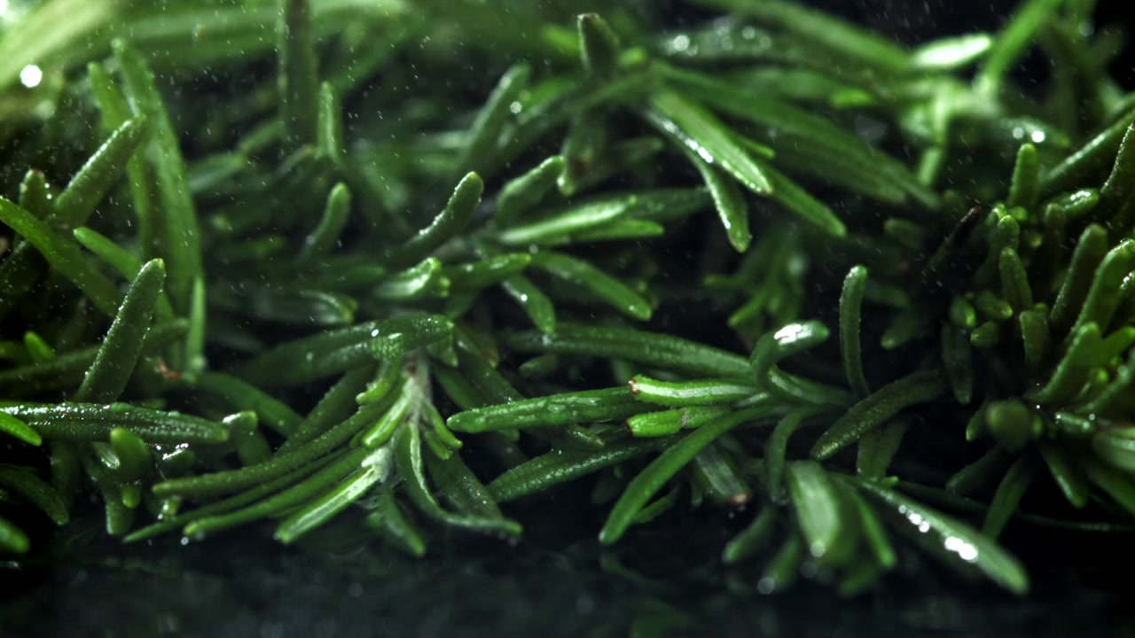Water Drops Falling on Fresh Green Rosemary