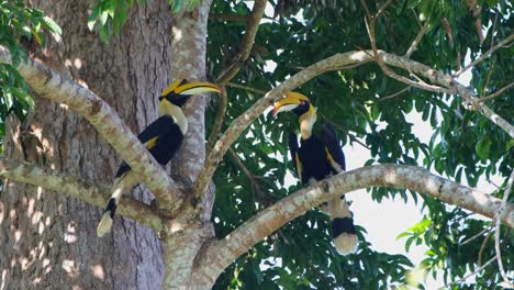 facing each other one covered by a branch on the right while they rest during a windy day, great hornbill buceros bicornis, khao yai national park, thailand