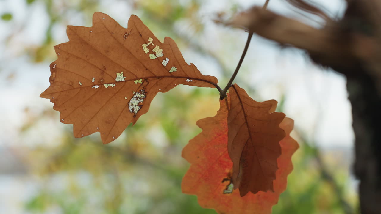 Høstløv nærbilde over innsjøen, lav-prikkete brunt oransje blad henger på tynn gren, myk bokeh-bakgrunn, svak bris forårsaker langsom svaiing, botanikerinspeksjon, turgåerpause, poetrefleksjon