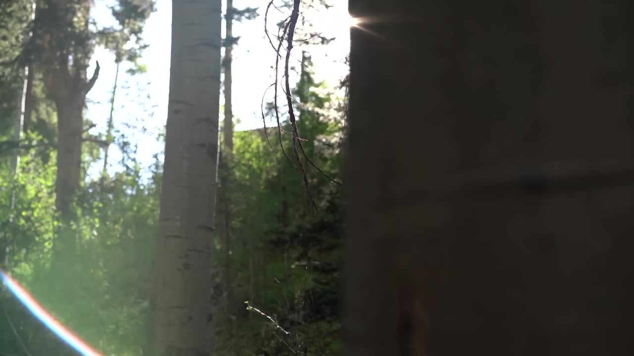 Deep Forest Greens with Sun as backdrop in slow motion.