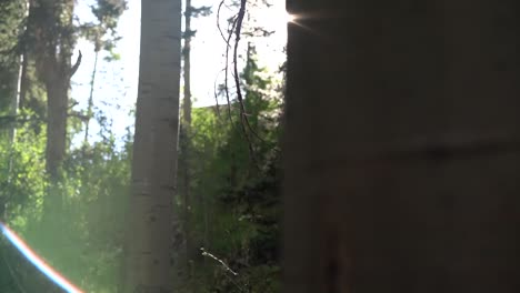 deep forest greens with sun as backdrop in slow motion.