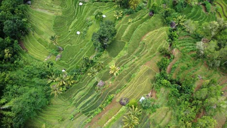 vista aérea del campo de terrazas de arroz de indonesia tomada de una cámara de drones