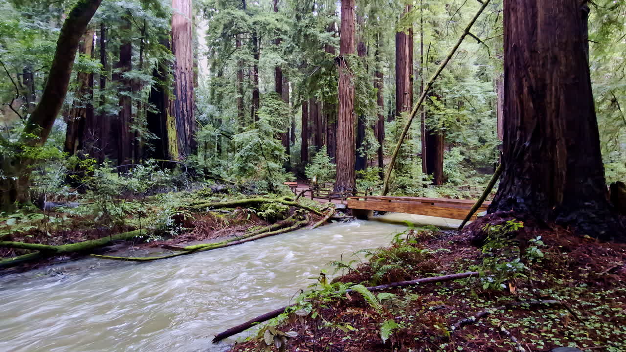 puente de madera que cruza un pequeño río en el parque nacional muir woods de california.