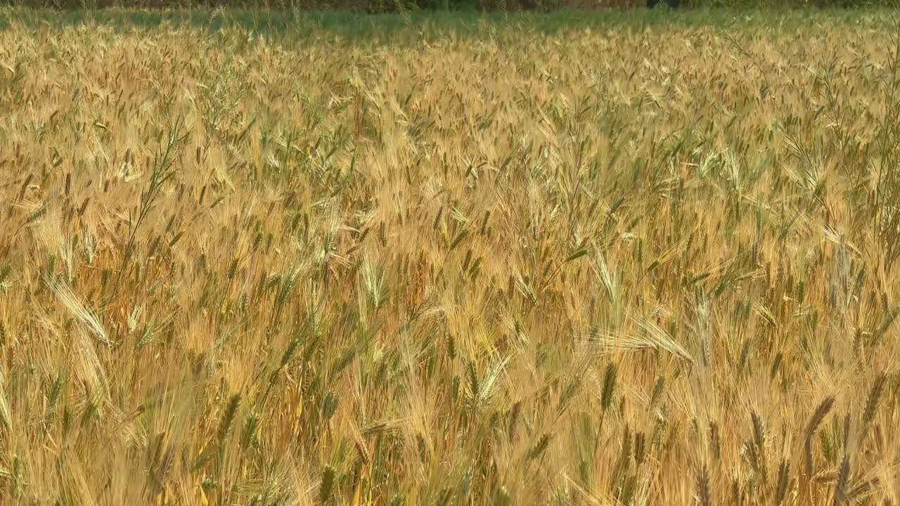 tracking shot of golden ripe wheat field swaying with the wind in slow motion