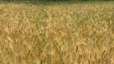 tracking shot of golden ripe wheat field swaying with the wind in slow motion
