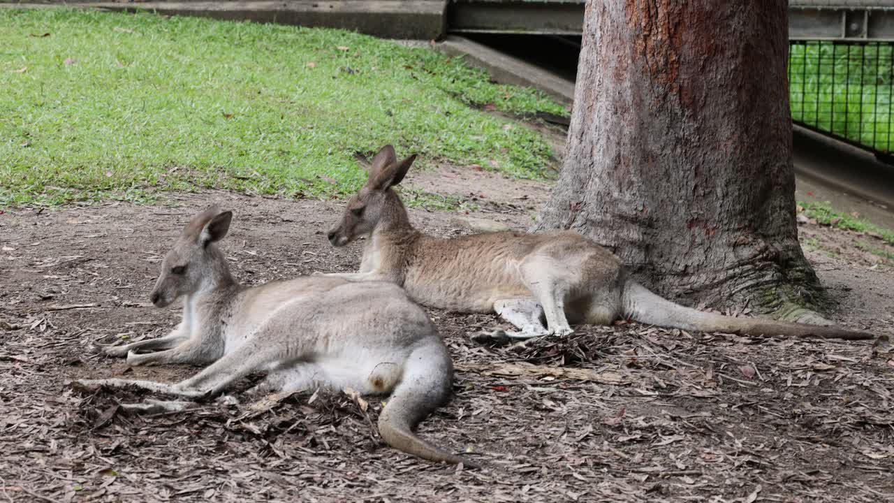 el canguro se relaja bajo un árbol en un entorno sereno