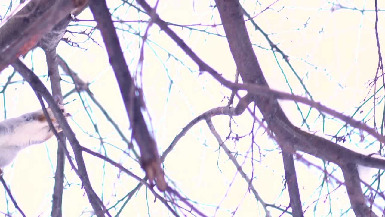 겨울 나무 에 있는 다람