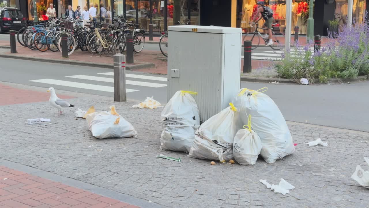 Seagulls Walking Around Bags Of Trash On Ground In Knokke, Belgium. wide shot