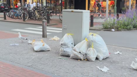 seagulls walking around bags of trash on ground in knokke, belgium. wide shot