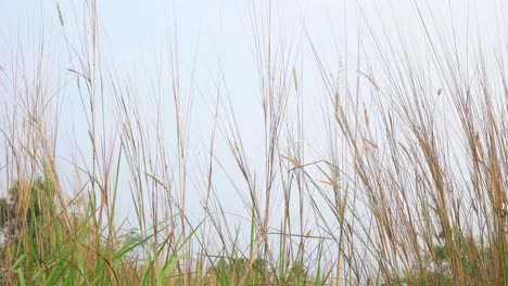 Das-Gras-Tagsüber-Im-Wind