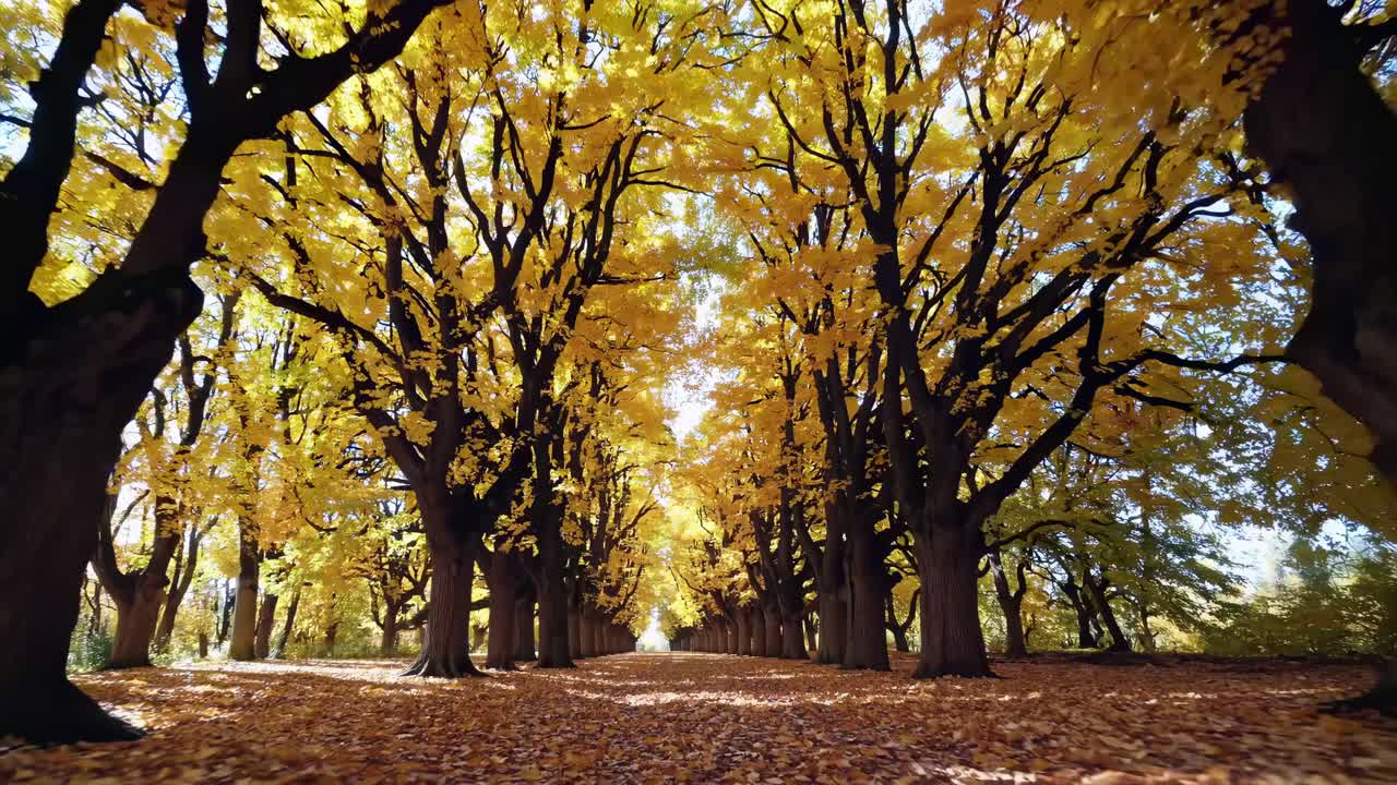 A mesmerizing video captures a low-angle view of a tree-lined path in autumn, with golden leaves