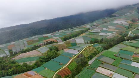 hilly terrain of indonesian terrace plantation fields, aerial drone view